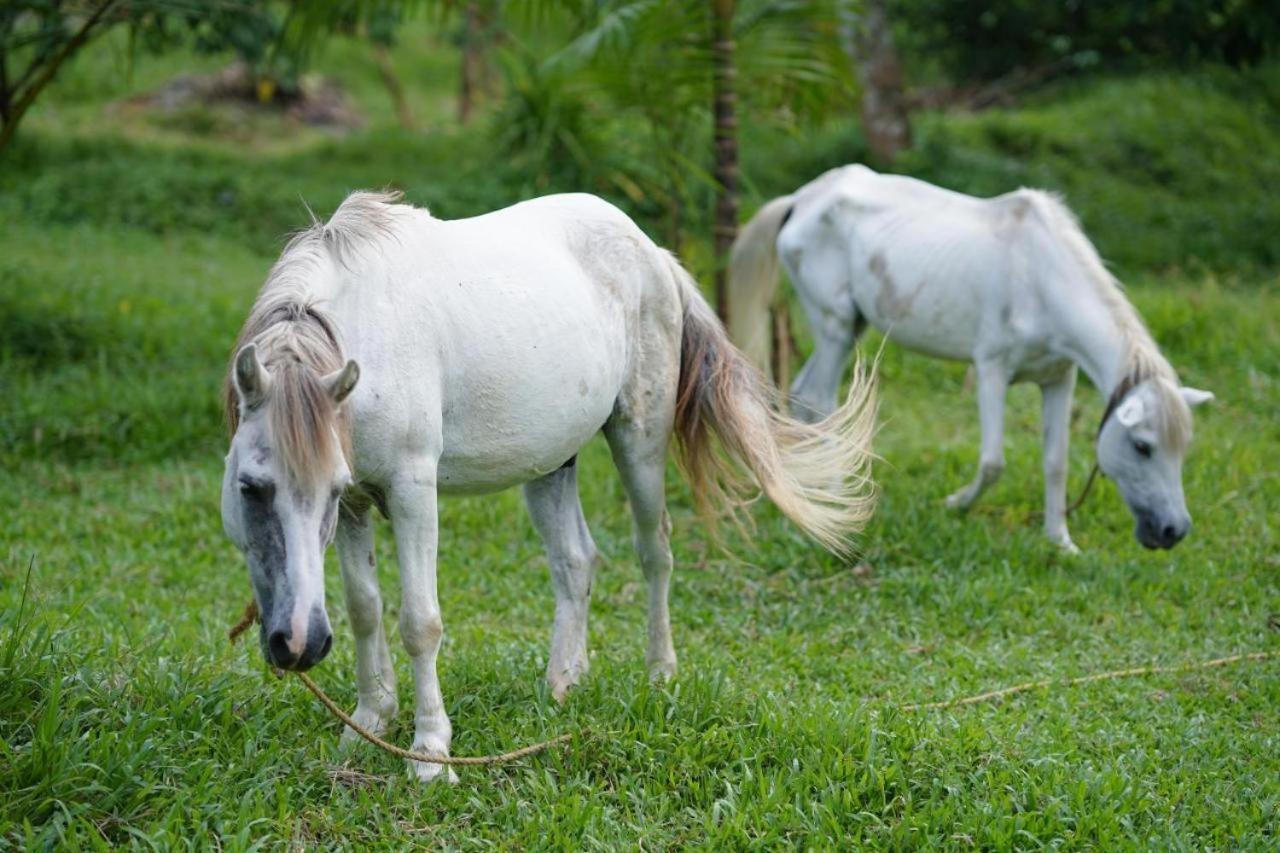 Carmel Tourism Village Kotamangalam Eksteriør billede
